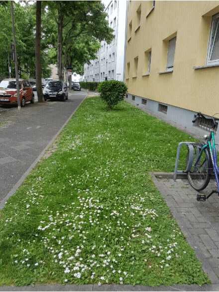 Rasenschnitt